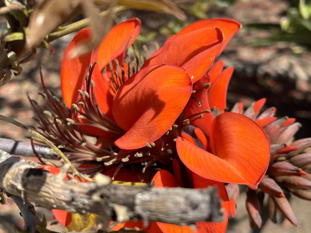 Erythrina caffra, Coast Coral Tree