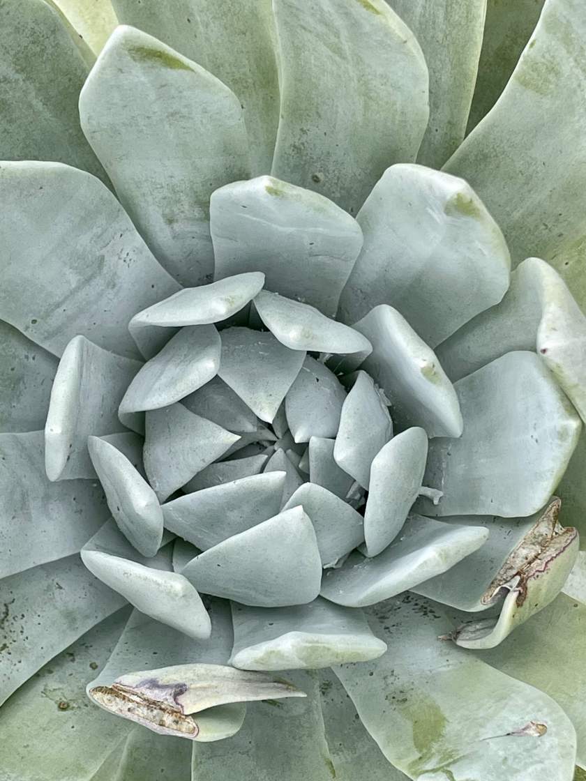 Dudleya pulverulenta | Online Flower Garden