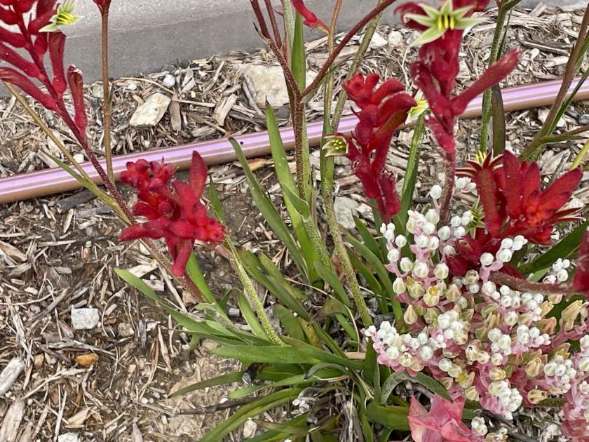 Anigozanthos | Online Flower Garden Anigozanthos