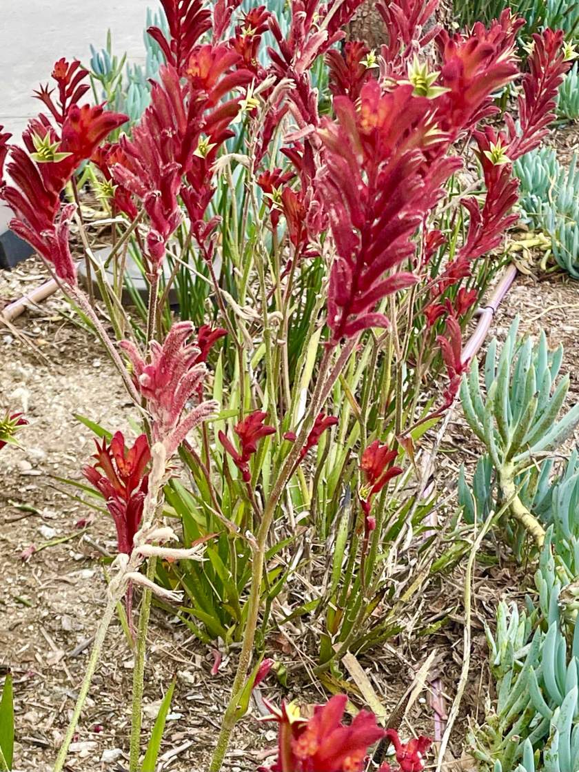 Anigozanthos | Online Flower Garden Anigozanthos