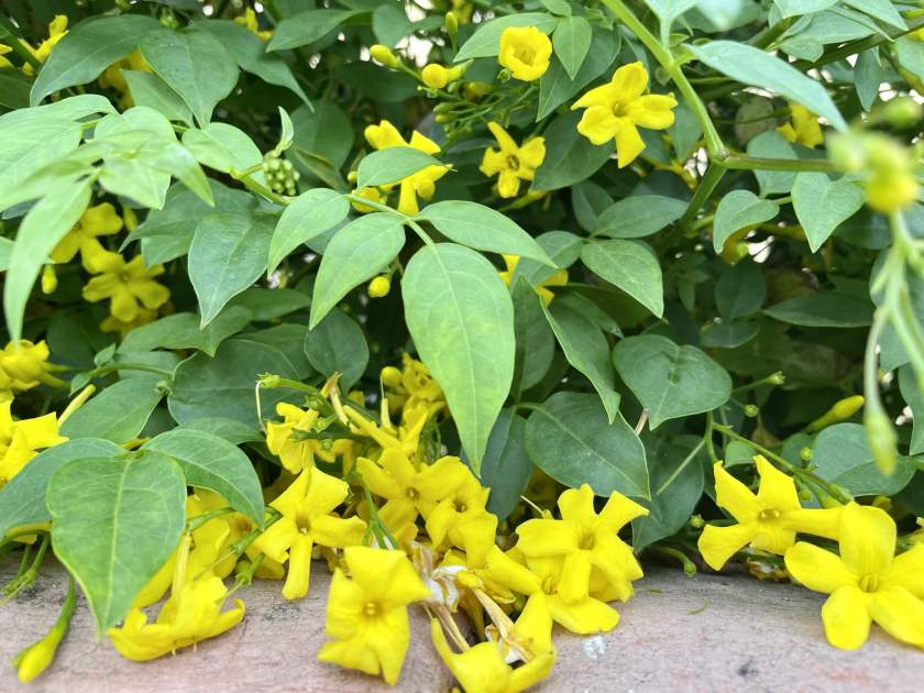 Jasminum nudiflorum, Winter Jasmine