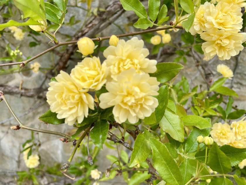 Rosa banksiae or Lady's Bank Rose Online Flower Garden