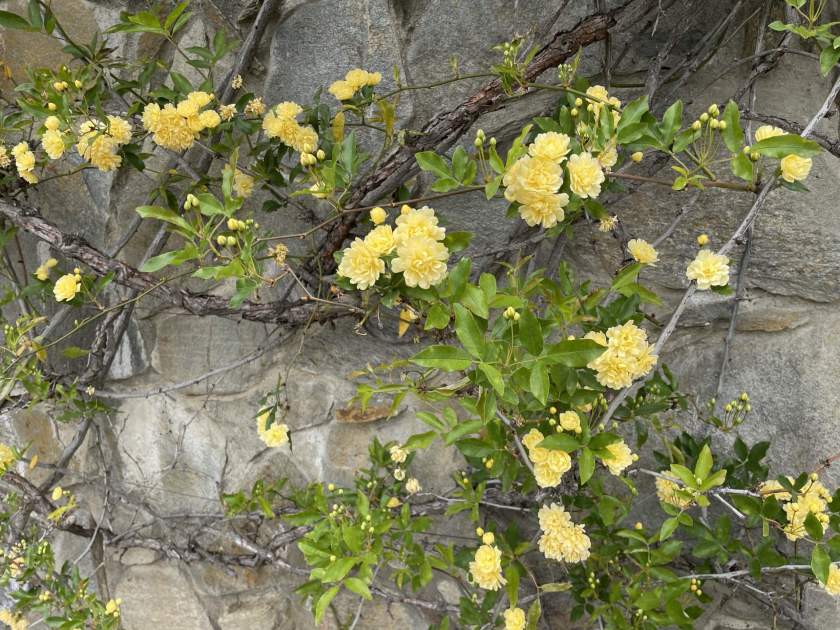 Rosa banksiae, commonly known as Lady's Bank Rose or Banksian Rose