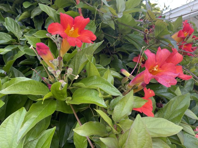 Distictis-buccinatoria | Online Flower Garden Distictis buccinatoria or Scarlet Trumpet Vine | Online Flower Garden