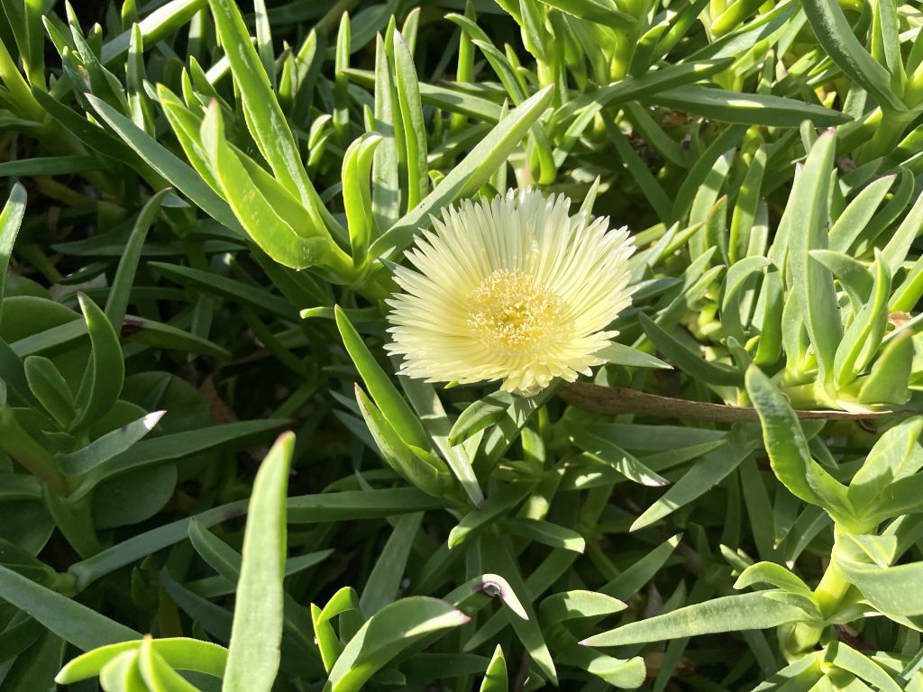 Carpobrotus edulis