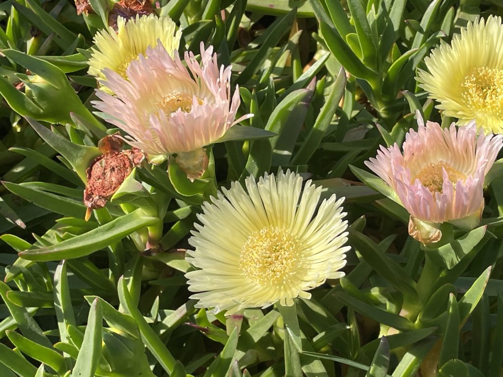 Carpobrotus edulis