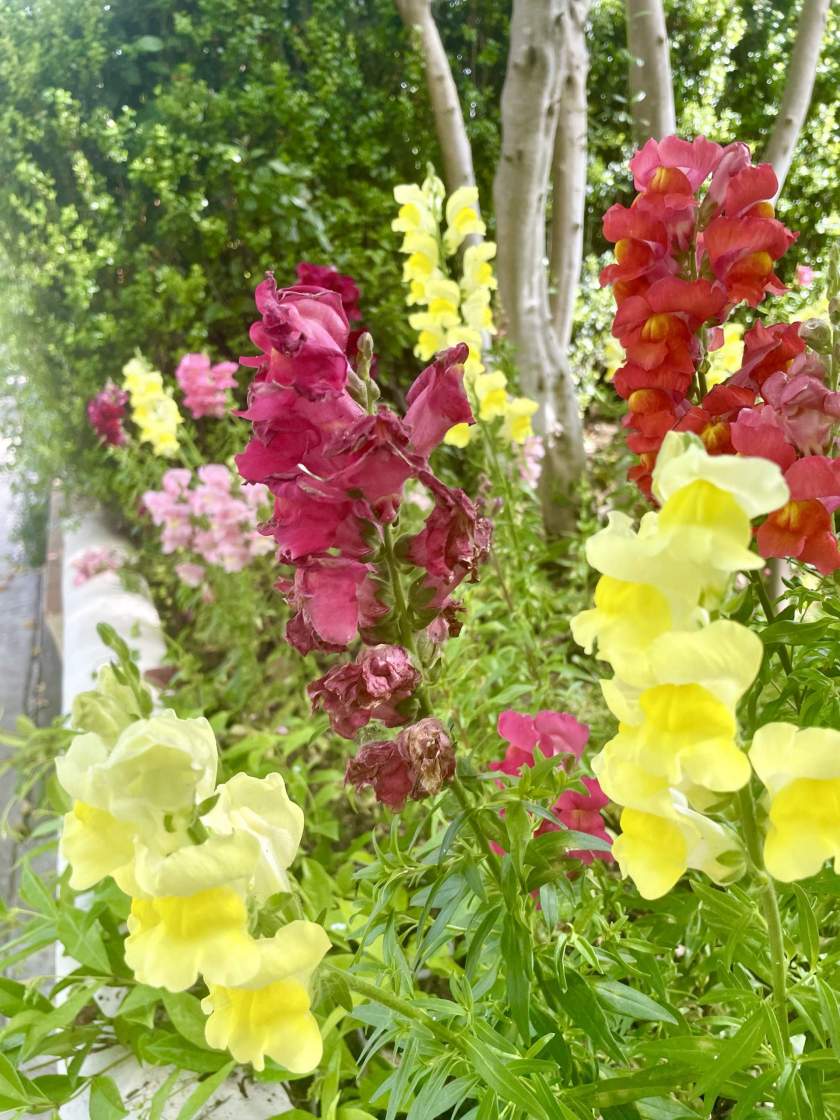 Antirrhinum, commonly known as Snapdragons