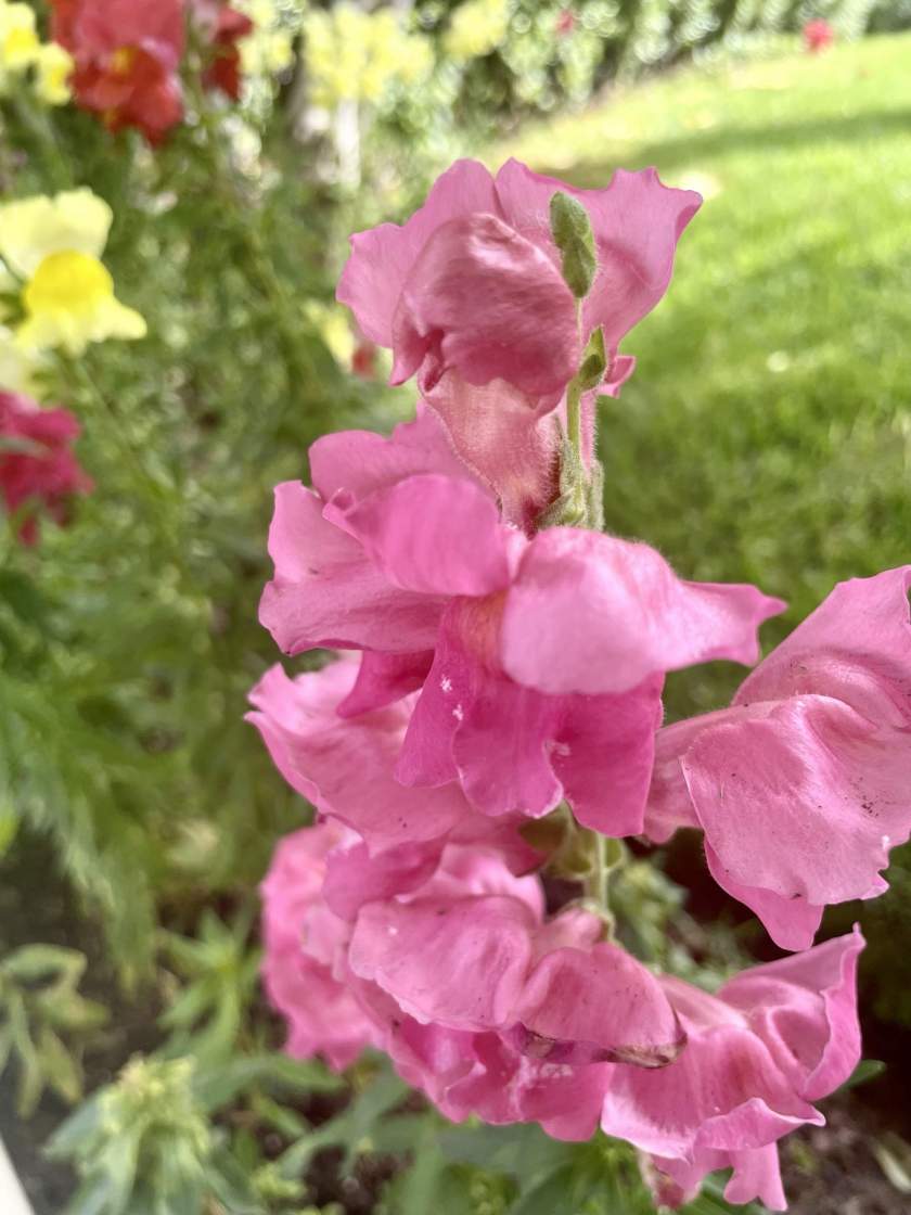 Antirrhinum, commonly known as Snapdragons