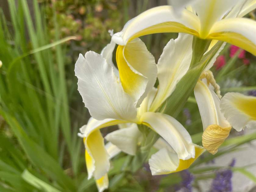Iris orientalis 'Ochroleuca' | Online Flower Garden