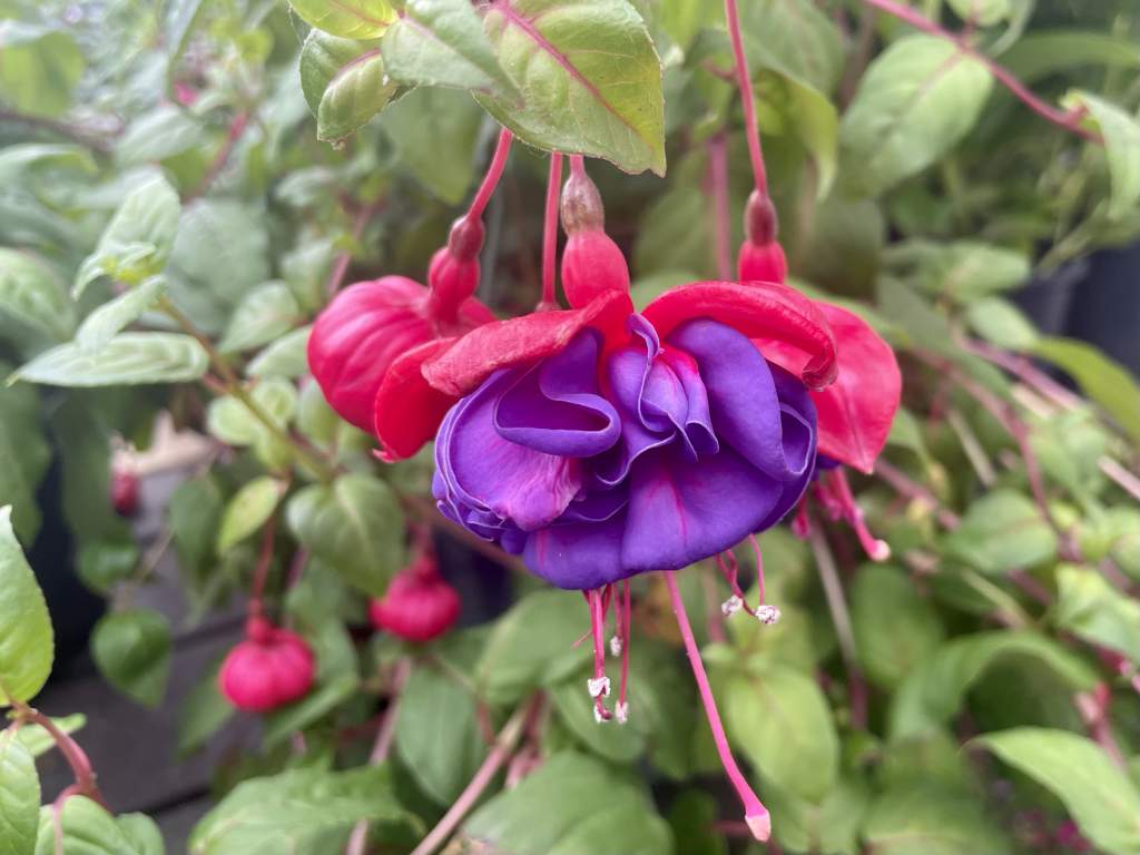 Fuchsia 'Dark Eyes' Online Flower Garden
