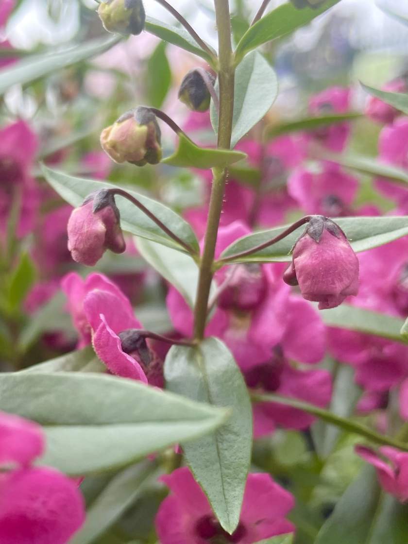 Angelonia 'Archangel Dark Rose'