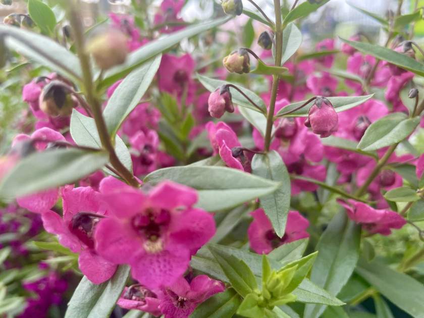 Angelonia 'Archangel Dark Rose' | Online Flower Garden