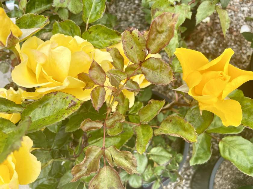 Rosa-Henry-Fonda | Online Flower Garden Rosa 'Henry Fonda'