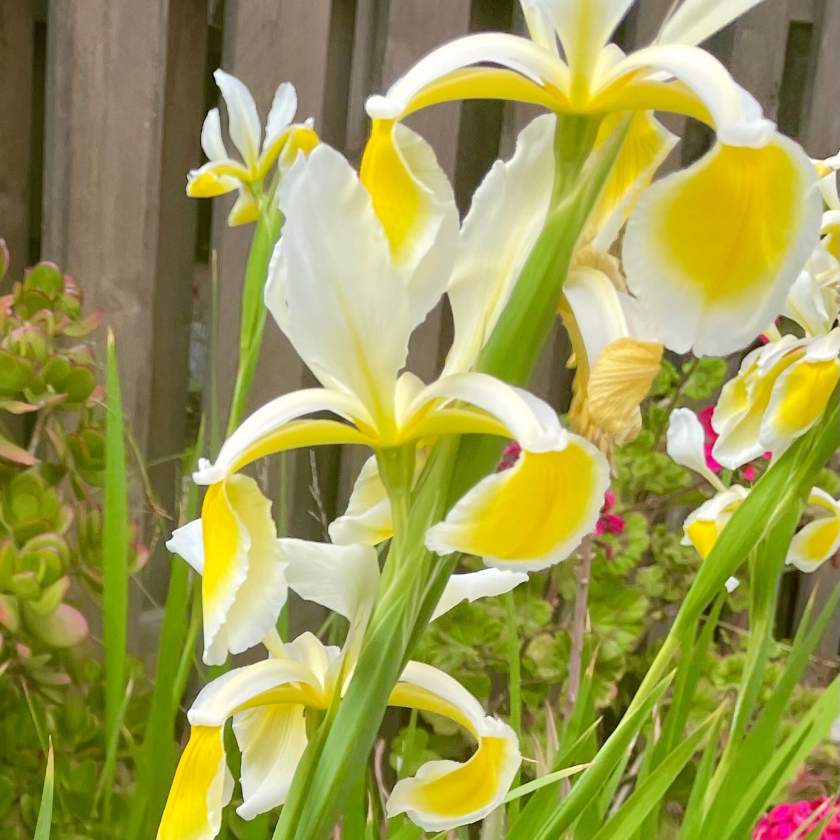 Iris orientalis  | Online Flower Garden'Ochroleuca'