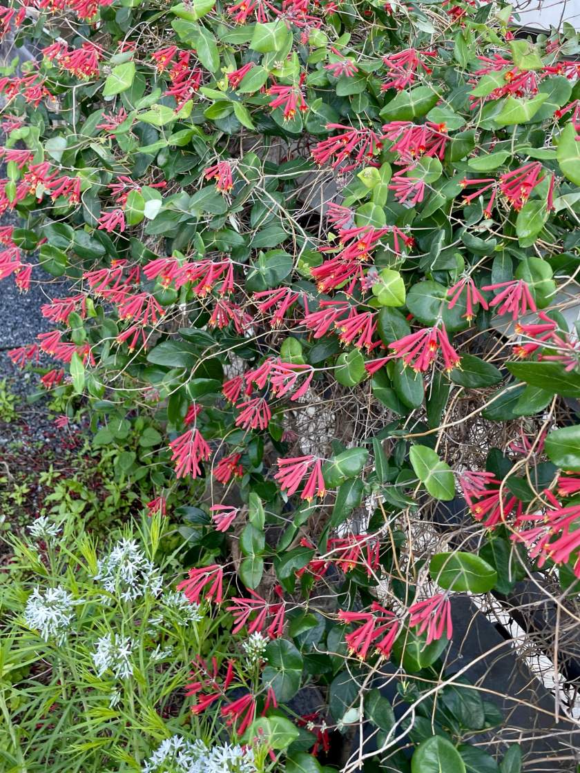 Lonicera sempervirens, commonly known as Coral Honeysuckle, Trumpet Honeysuckle