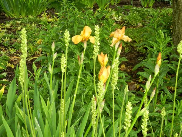 iris-sangreal-8216 | Online Flower Garden Iris Sangreal