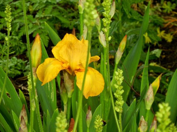 iris-sangreal8215 | Online Flower Garden Iris Sangreal