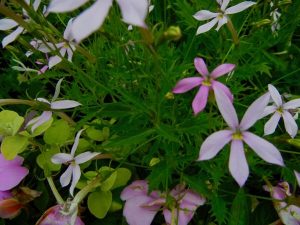 Isotoma axillaris 'Pink Star' | Online Flower Garden