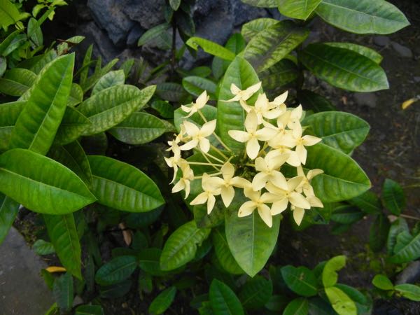 ixora-coccinea-6976 | Online Flower Garden ixora coccigea