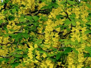 Laburnum anagyroides | Online Flower Garden