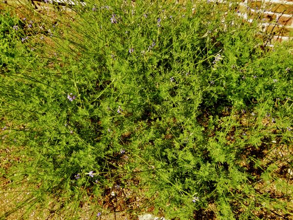 Lavandula antineae subsp. antineae