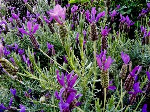 Lavandula stoechas subsp. stoechas