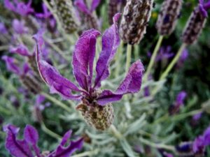 Lavandula stoechas subsp. stoechas | Online Flower Garden