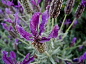 Lavandula stoechas subsp. stoechas