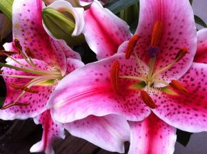 Lilium 'Star Gazer' | Online Flower Garden