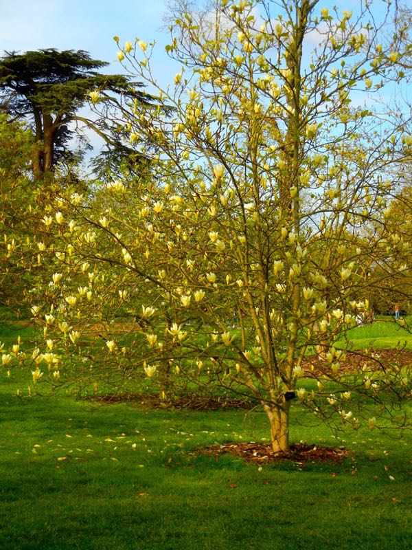 magnolia yellow lantern tree