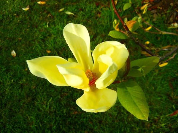 magnolia-yellow-lantern-2070 | Online Flower Garden Magnolia 'Yellow Lantern'