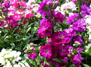 Matthiola incana, or Stock | Online Flower Garden