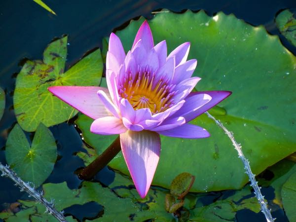 nymphaea-nouchali-6827 | Online Flower Garden Nymphaea nouchali