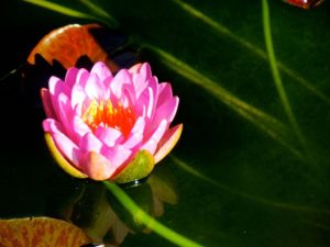 Nymphaea 'Siam Purple'