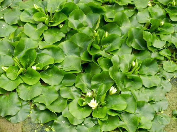 nymphaea-thermarum-8286 | Online Flower Garden Nymphaea thermarum