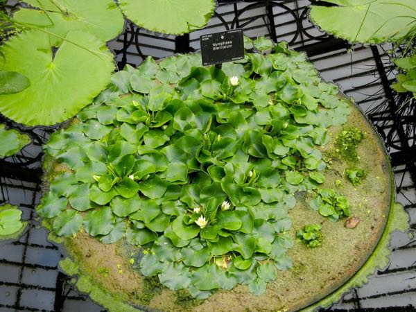 nymphaea-thermarum-8288 | Online Flower Garden Nymphaea thermarum