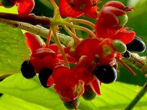 Ochna mossambicensis