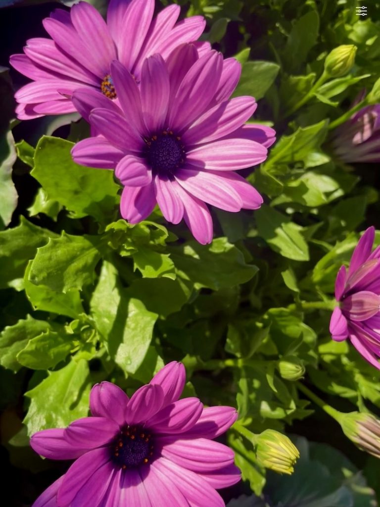 Osteospermum 'Bright Lights™ Pink'