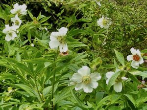 Paeonia emodi | Online Flower Garden