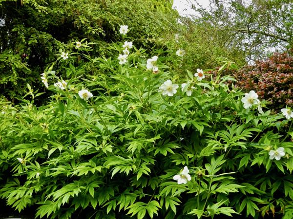 Paeonia-emodi-1 | Online Flower Garden Paeonia emodi