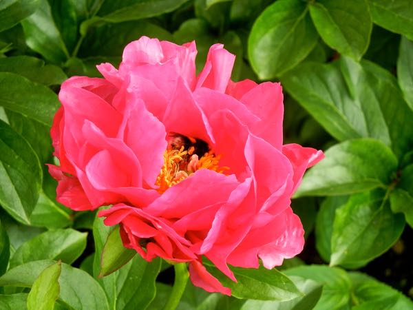 paeonia-paula-fay-8436 | Online Flower Garden Paeonia 'Paula Fay'