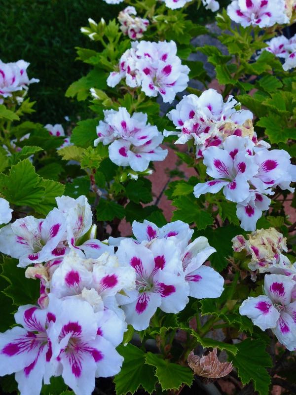 Pelargonium graveolens | Online Flower Garden
