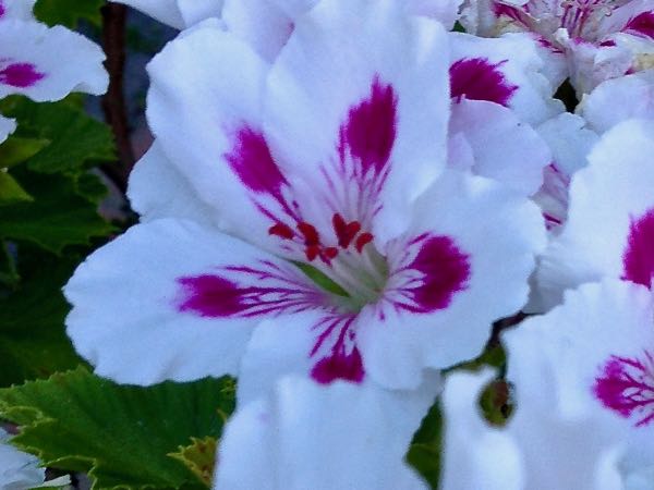Pelargonium graveolens | Online Flower Garden