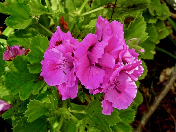 Pelargonium graveolens | Online Flower Garden