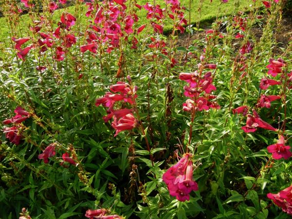Penstemon  | Online Flower Garden'Rich Ruby'