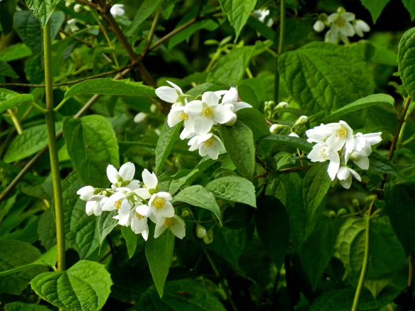 philadelphus-lewisii-8347 | Online Flower Garden Hydrangeaceae Philadelphus lewisii