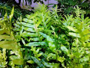 Phymatosorus scolopendria