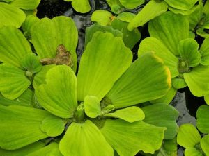 Pistia stratiotes