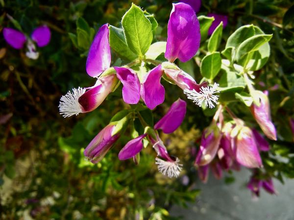 polygala-myrtifolia-7919 | Online Flower Garden Polygala myrtifolia | Online Flower Garden