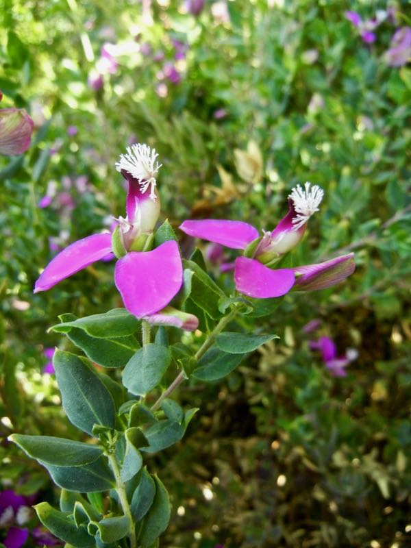 polygala-myrtifolia-7921 | Online Flower Garden Polygala myrtifolia | Online Flower Garden